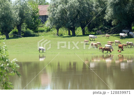 Livestock grazing on the banks of the Sava River near Lonjsko polje, Croatia 128839971