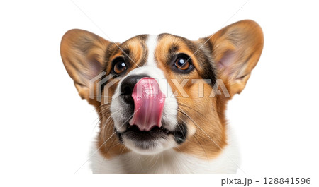A Cardigan Welsh Corgi dog stands with its head slightly tilted, sticking its tongue out to lick its nose. The dog displays a playful and curious demeanor against a transparent backdrop. 128841596
