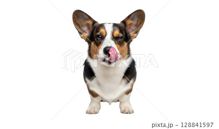 This Cardigan Welsh Corgi dog displays a charming character as it closes one eye while licking its nose. Its playful demeanor is captured perfectly against a transparent background. 128841597