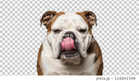 An adorable English Bulldog is caught in a playful moment, closing one eye while licking its nose with its tongue. The charming dog has a full-length view against a clear backdrop. An adorable English Bulldog is caught in a playful moment, closing one eye while licking its nose with its tongue. The charming dog has a full-length view against a clear backdrop. 128841599