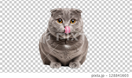 This adorable gray Scottish cat sits proudly as it licks its nose with its tongue, highlighting its playful and charming character in a captivating pose. 128841603