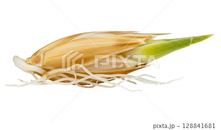 A detailed look at a small, elongated barley grain shows its papery husk partially attached. The green sprout and delicate roots emphasize the grain's growth potential. A detailed look at a small, elongated barley grain shows its papery husk partially attached. The green sprout and delicate roots emphasize the grain's growth potential. 128841681