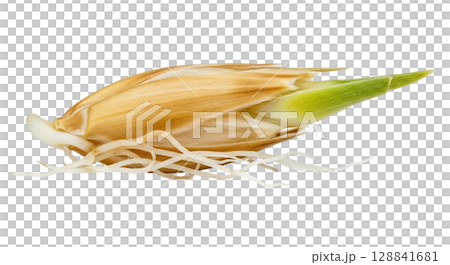A detailed look at a small, elongated barley grain shows its papery husk partially attached. The green sprout and delicate roots emphasize the grain's growth potential. A detailed look at a small, elongated barley grain shows its papery husk partially attached. The green sprout and delicate roots emphasize the grain's growth potential. 128841681