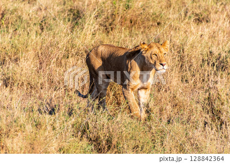 Female lion in the Serengeti 128842364