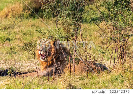 Male lion in the Serengeti Male lion in the Serengeti 128842373
