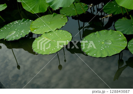 蓮畑で見た景色 蓮畑で見た景色 128843087