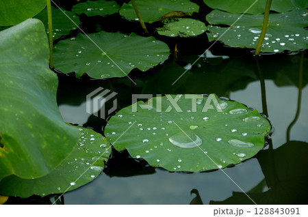 蓮畑で見た景色 128843091