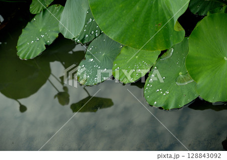 蓮畑で見た景色 128843092