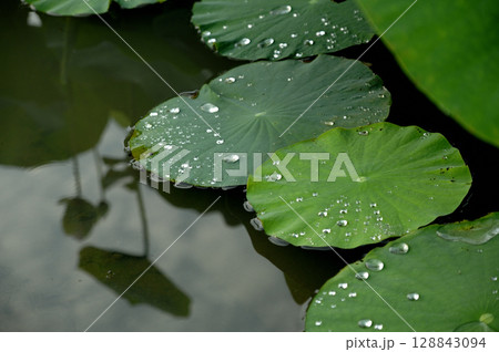 蓮畑で見た景色 128843094