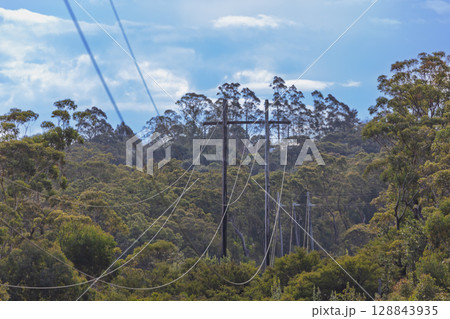 Transmission lines running through a forest in the Blue Mountains 128843935
