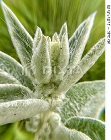 CloseUp of a Unique Green Plant Bud with a Luxurious Velvety Texture and Details 128843988