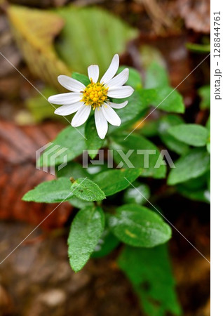 御坂山地の雪頭ヶ岳にて　シロヨメナ 128844761