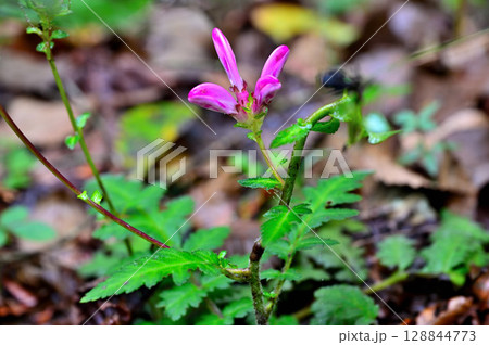 御坂山地の鍵掛にて　ハンカイシオガマ 128844773