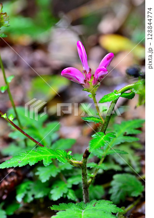 御坂山地の鍵掛にて　ハンカイシオガマ 128844774