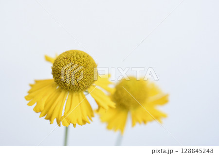団子菊 団子菊 128845248