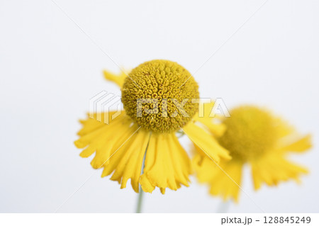 ダンゴギク 128845249