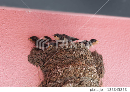 巣に並んだツバメのひな 128845258