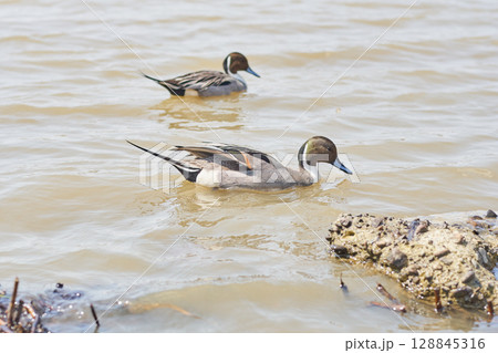 沼で泳ぐオナガガモのオス 128845316