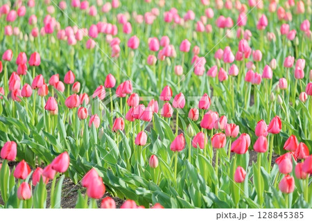 チューリップの花 咲いた チューリップの花 咲いた 128845385