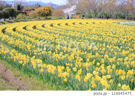 黄色のスイセンの花 黄色のスイセンの花 128845475