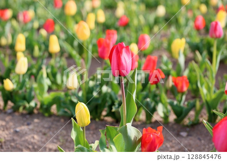 チューリップの花 満開 チューリップの花 満開 128845476
