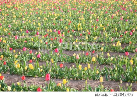 チューリップの花　満開 128845478