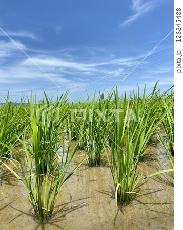 初夏の田んぼ、育ちゆく緑の稲と青空　日本の風景、農業関係の広告などの商用デザイン素材 128845488