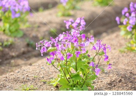 ムラサキハナナの花　満開 128845560