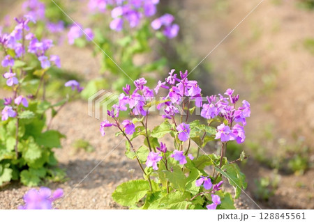 ムラサキハナナの花 満開 ムラサキハナナの花 満開 128845561