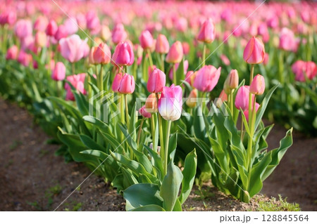 チューリップの花　満開 128845564