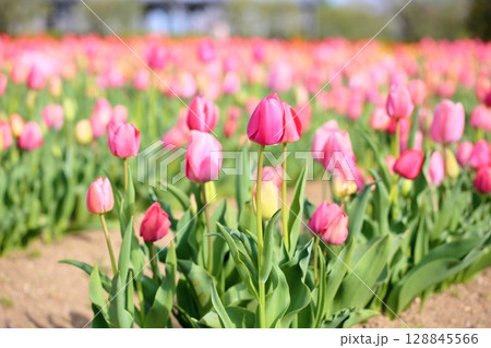 チューリップの花　満開 128845566