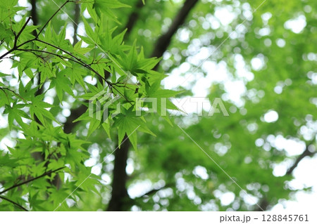 光を浴びて輝く新緑のカエデ 128845761