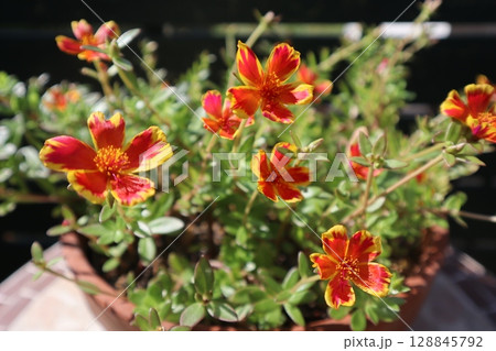 夏に元気に咲くポーチュラカ 夏に元気に咲くポーチュラカ 128845792