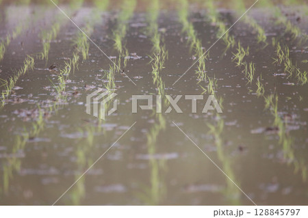 風に揺れる稲の苗 風に揺れる稲の苗 128845797