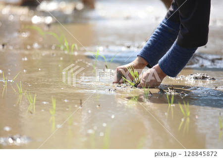 田植えをする女性 田植えをする女性 128845872