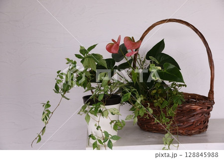 寄せ植え 寄せ植え 128845988