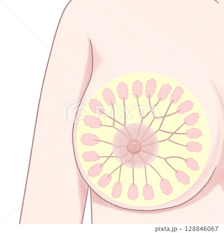 乳房の構造　正面　わかりやすい図解イラスト 128846067