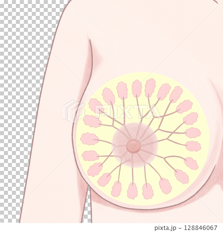 乳房の構造　正面　わかりやすい図解イラスト 128846067
