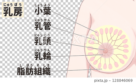 乳房の構造と名称　正面　わかりやすい日本語図解イラスト 128846069