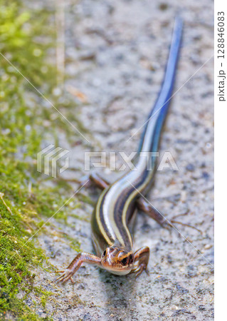 ニホントカゲ幼体、縦位置 128846083