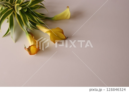 黄色いカラーの花 黄色いカラーの花 128846324