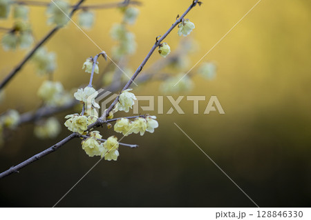 春を告げる蝋梅 春を告げる蝋梅 128846330