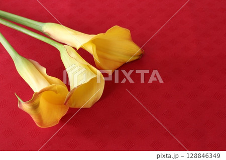 黄色いカラーの花 黄色いカラーの花 128846349