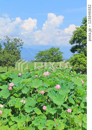 あづみ野池田クラフトパークの蓮池 128846882