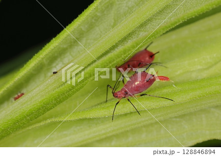 生き物　昆虫　セイタカアワダチソウヒゲナガアブラムシ、出産中。卵胎生単為生殖で爆発的に増えます 128846894