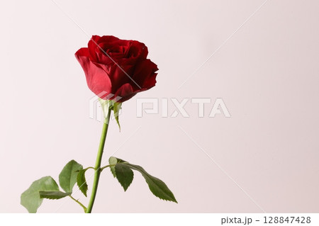 一本のバラ 128847428