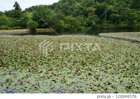 蛇の鼻　2025-6-21　＃10 128848376