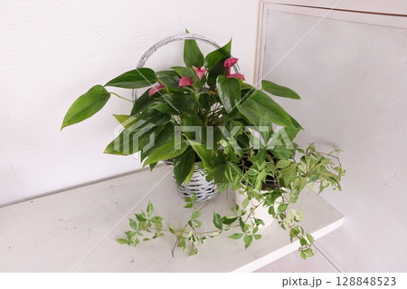 寄せ植え 128848523
