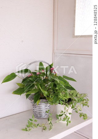 寄せ植え 128848525