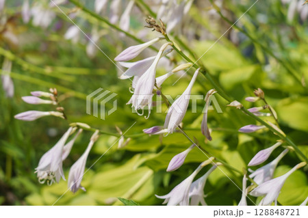 ギボウシの花 128848721